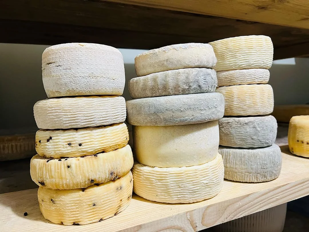 Formaggi stagionati impilati in cantina