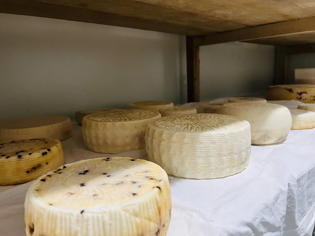 Formaggi caprini in stagionatura